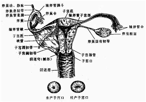 女人生殖器|女性生殖系統